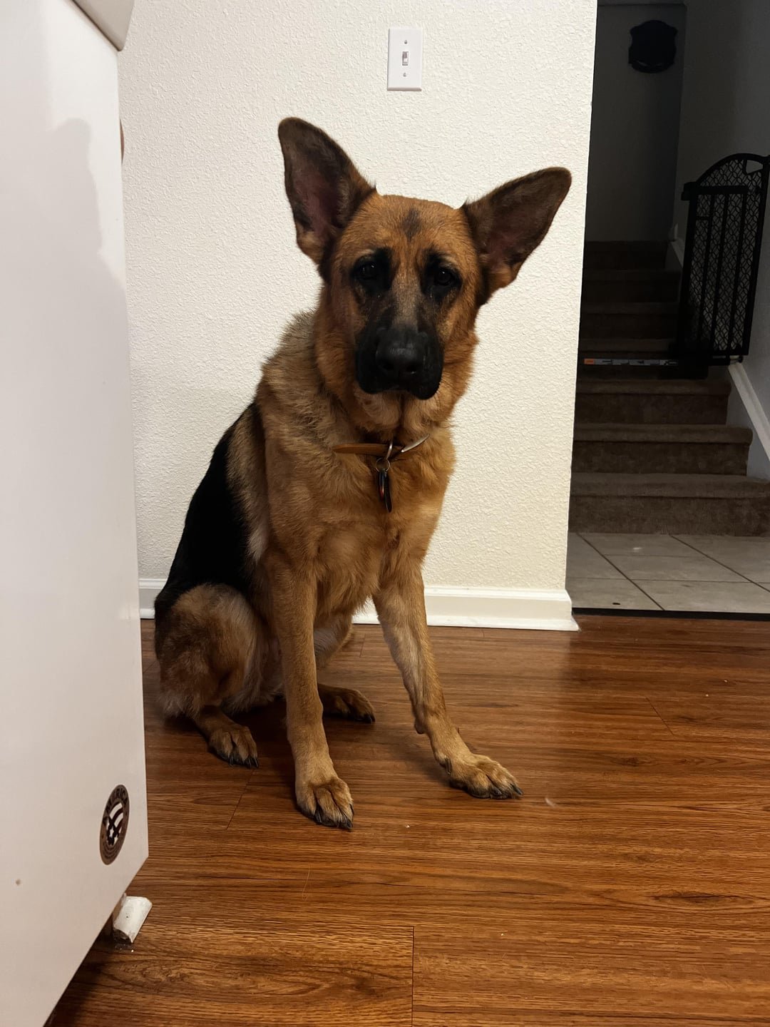 Do Vets Accept Payment Plans