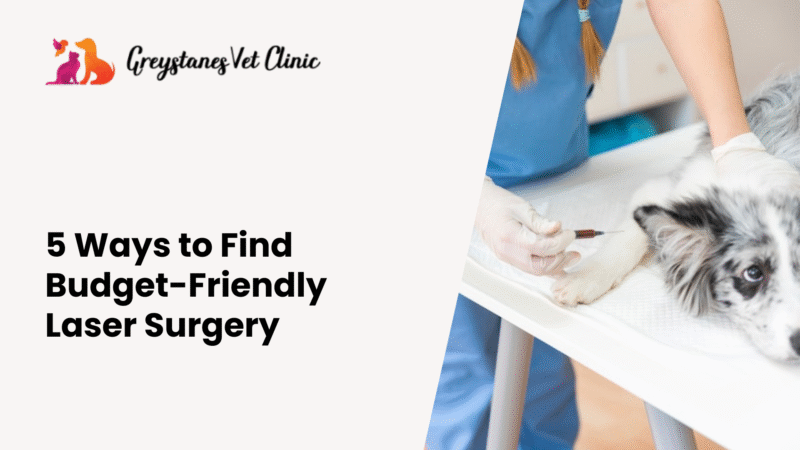 Do Vets Do Payment Plans for Surgery